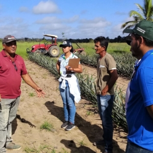 Instrutor Maranhense D Dicas Para O Cultivo Do Abacaxi A Produtores