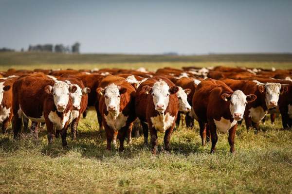 Campo Futuro avalia custos da pecuária de leite e de corte no RS