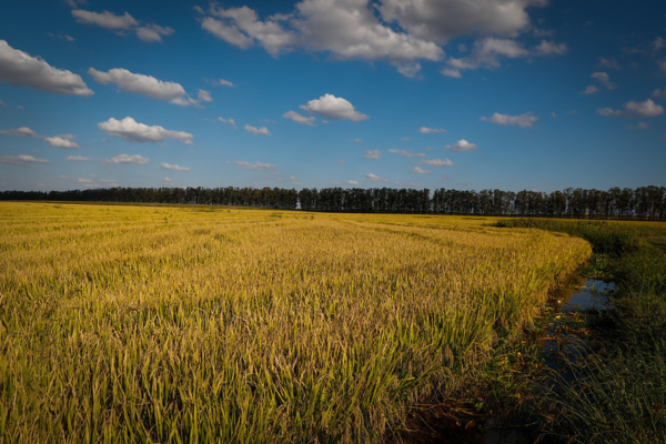 Projeto Campo Futuro levanta custos de produção de soja trigo e arroz