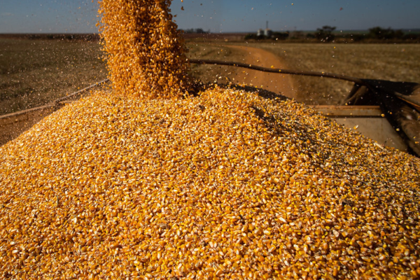 CNA Debate Plano De Fertilizantes E Enfezamento Do Milho No Mapa