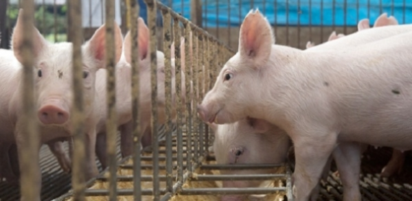 Maggi Anuncia Que Coreia Do Sul Abriu Mercado Carne Su Na Do Brasil