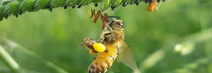 Genética de abelhas e técnicas de coleta adequadas melhoram produção de pólen e própolis