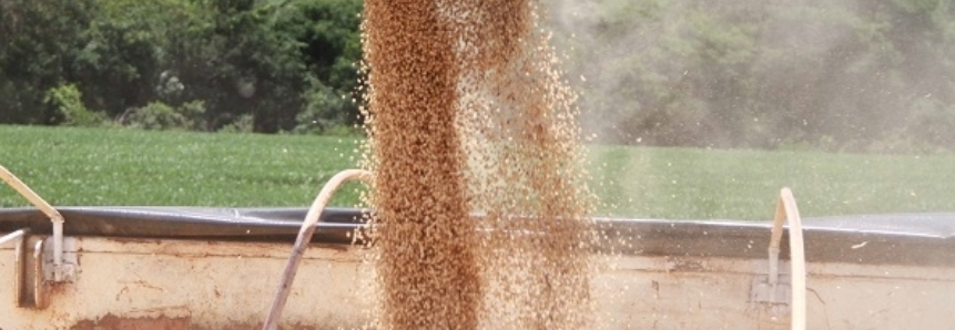 Produtividade de soja de Santa Catarina ultrapassa maiores produtores de Soja do Brasil