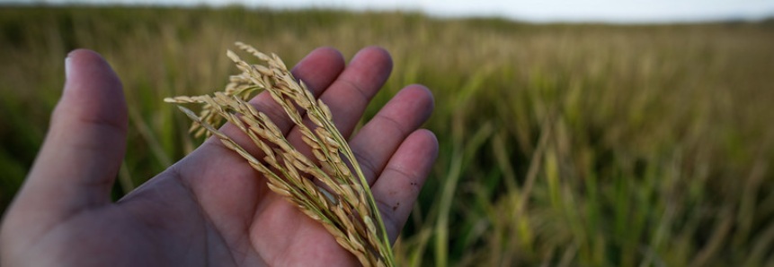 CNA debate mercado do arroz e perspectivas para próxima safra