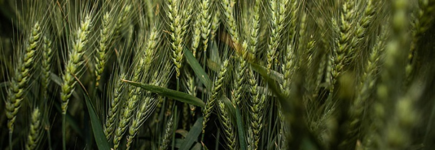 No Senado, CNA debate expansão do plantio do trigo nas regiões Norte e Nordeste