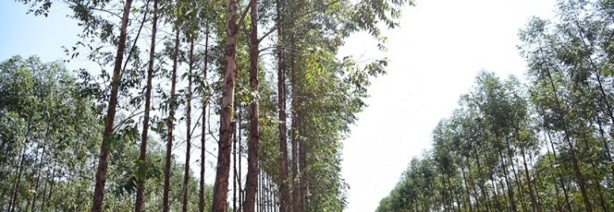 Mato Grosso do Sul: Exportações de Produtos Florestais somaram US$ 1,5 bilhão em 2021