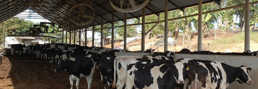 CNA pede ao Ministério da Agricultura medidas de apoio para produtores de leite