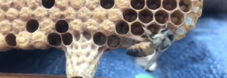 ATeG: Projeto inédito leva 'super rainhas' a apicultores mineiros
