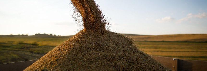 CNA debate perspectivas para o mercado do arroz