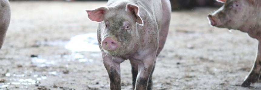 China amplia compra de carne suína catarinense