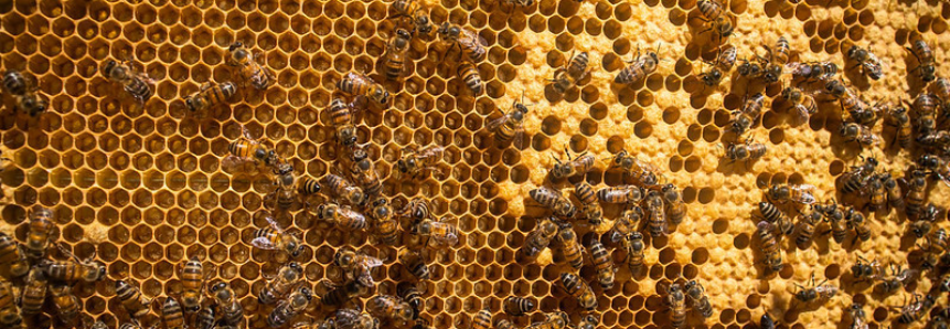 A exemplo das abelhas, gestão e logística são essenciais na multiplicação dos enxames