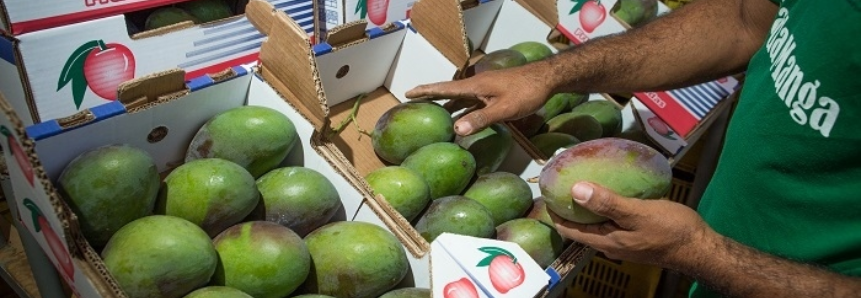 Com apoio do Sistema CNA, Roraima retoma comercialização de frutas
