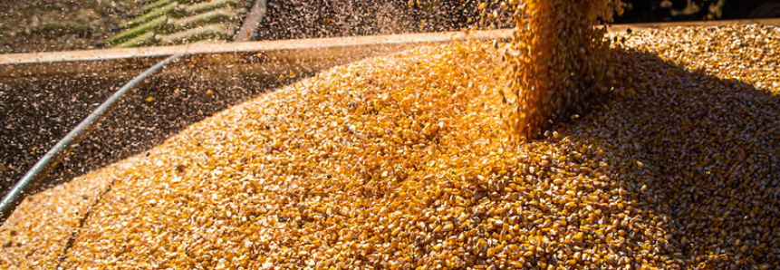 CNA debate conjuntura do setor de milho no Brasil
