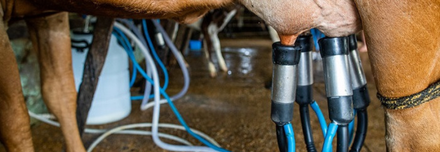 Produtores de leite do MS participam de levantamento de custos do Campo Futuro
