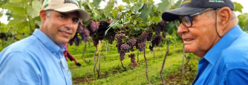 São Pedro da Cipa tem potencial para o cultivo da uva niágara