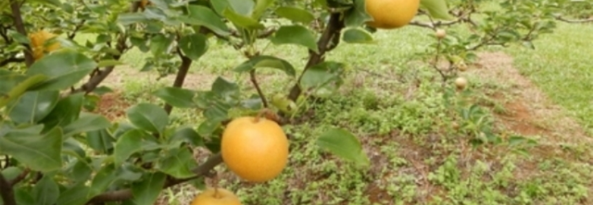 Pesquisadores desenvolvem nova variedade de pera em Santa Catarina