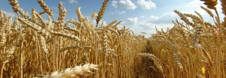 Uruguai tem forte crescimento das exportações de trigo no primeiro trimestre de 2017