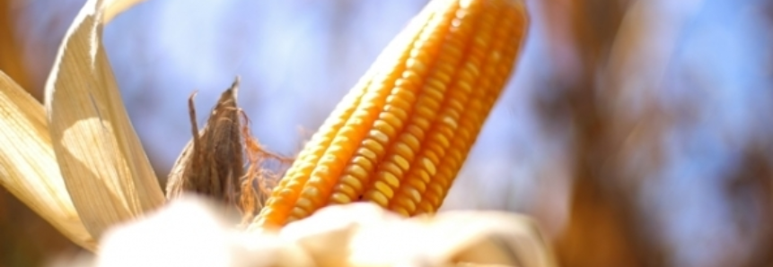 Plantio de milho nos EUA avança na semana, mas fica abaixo da média recente