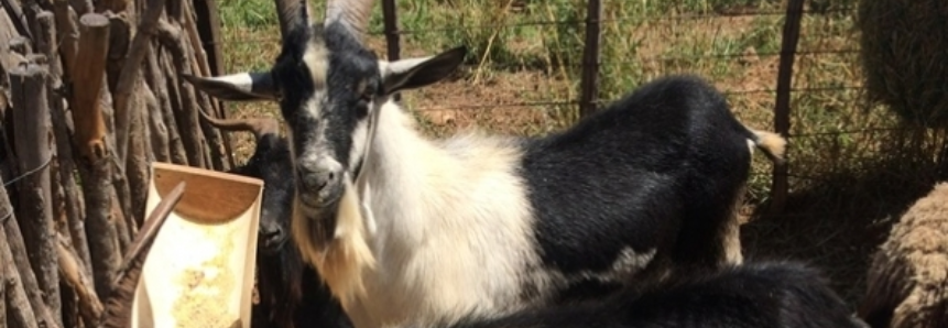 Embrapa realiza leilão de caprinos e ovinos em Sobral