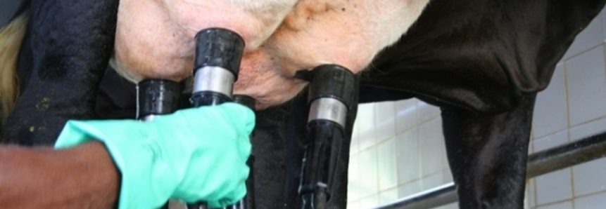 Produção leiteira no RS registra números positivos no primeiro trimestre