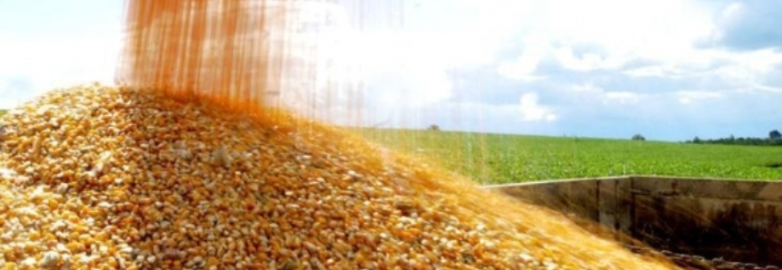 Milho: USDA confirma redução na área destinada ao plantio nos EUA e preços voltam a subir na CBOT