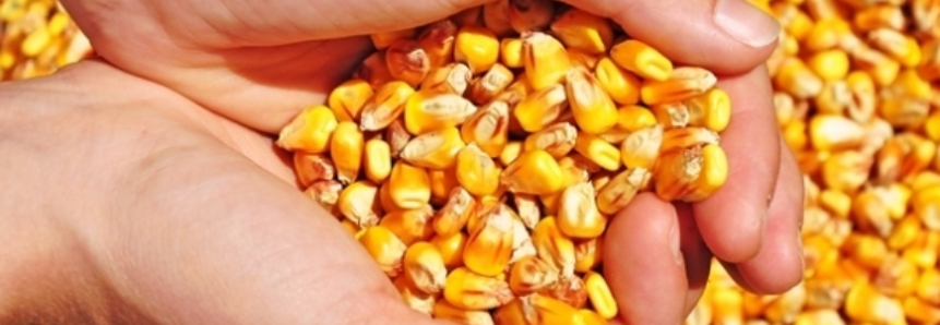 Com previsão de “bons volumes” de chuva, safra de milho em MT deve ter aumento de produtividade