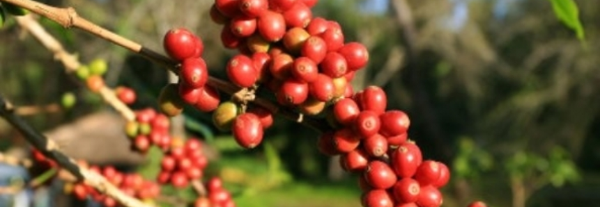 Conab vende mais 8 mil toneladas de café arábica leilão