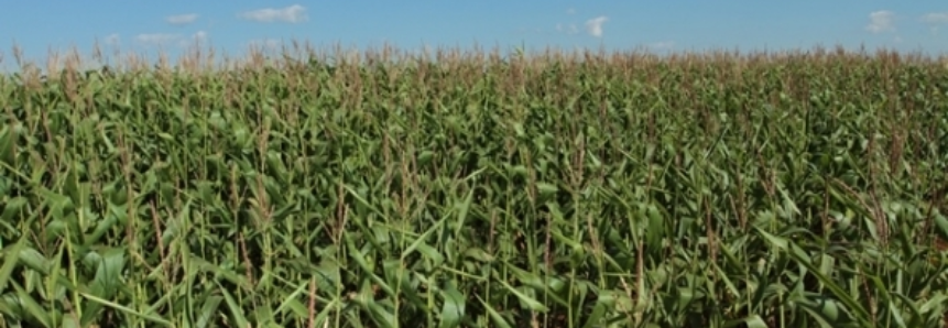 Com safrinha em desenvolvimento, preços do milho preocupam produtores de Goiás