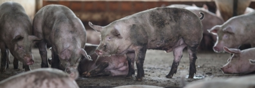 Custos mundiais da produção de suínos são discutidos na Holanda com a participação da Embrapa