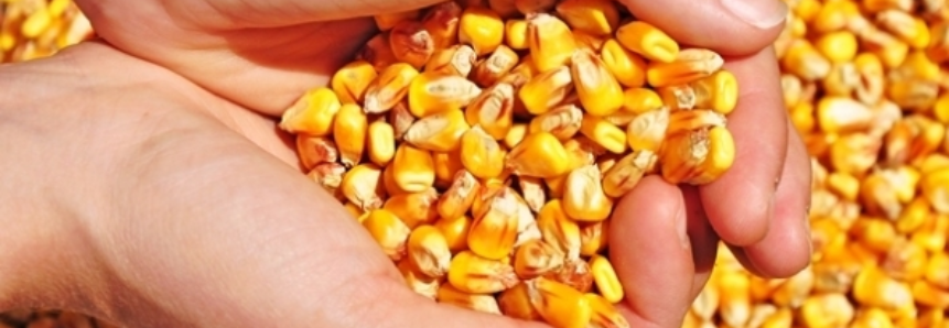 Governo vai liberar R$ 800 mi para apoiar venda de milho, diz Geller