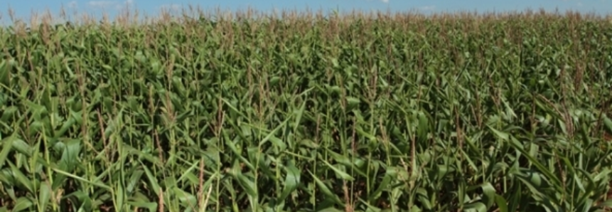 Uruguai: colheita avança para milho e sorgo, com bons rendimentos
