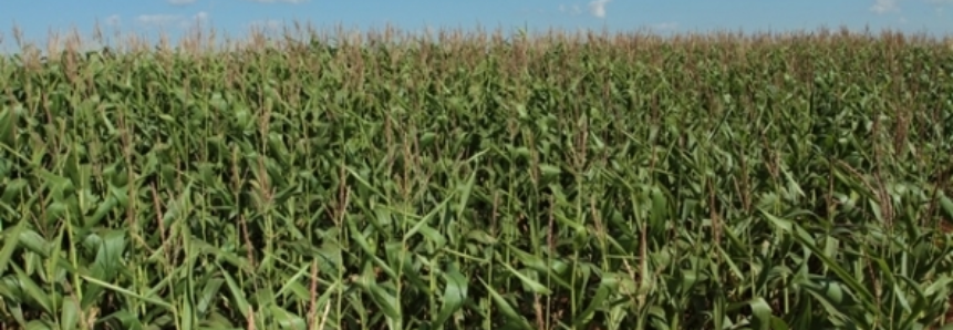 América Latina e África Austral lideram produção global de milho, diz FAO