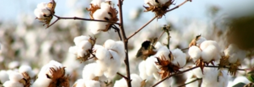 Preço do algodão sobe 2% em março e recupera perdas