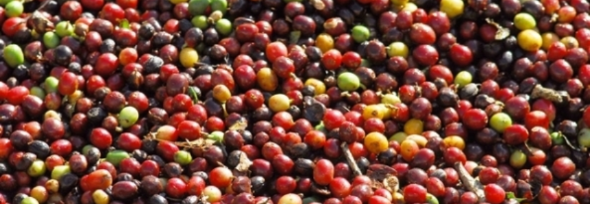 Colômbia apresenta aumento de 4,8% na produção de café