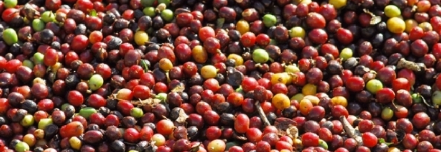 Café: Brasil exporta 2,13 mi de sacas em abril e receita cambial cresce 2,7% no período