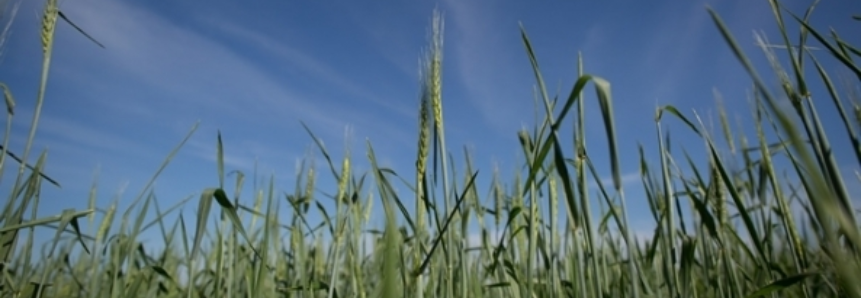 Área de trigo no Rio Grande do Sul será no máximo 10% menor