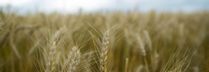 Plantio de trigo no Paraná está adiantado este ano