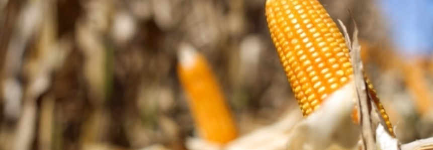 AgRural eleva em 3,6% previsão de 2ª safra de milho do centro-sul
