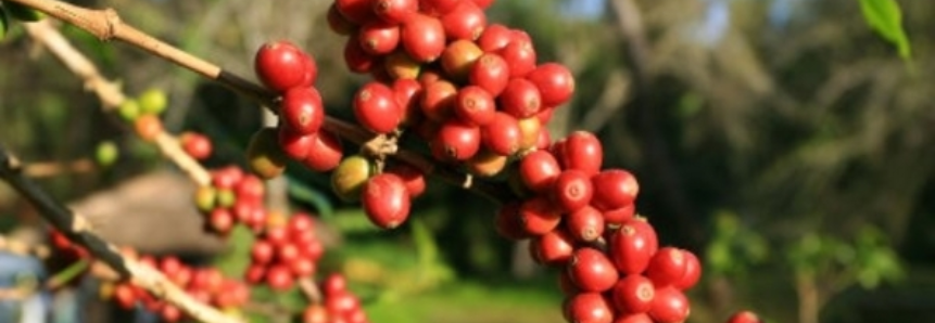 Café: Colheita de robusta começa em Rondônia