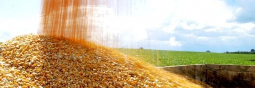 FAO estima grande safra de milho para América do Sul em 2017