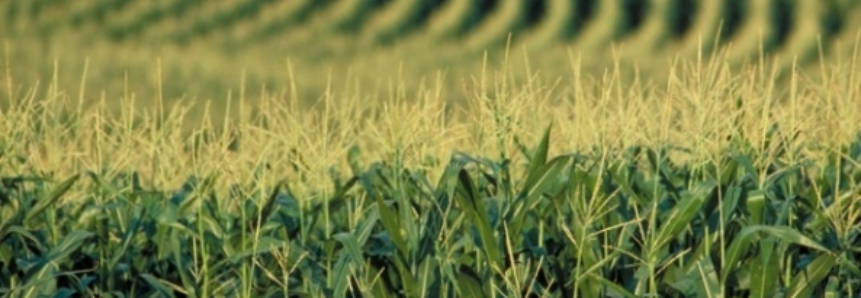 Região de Mato Grosso afetada por estiagem em 2016 terá ganho de 137% na produtividade do milho, diz Imea