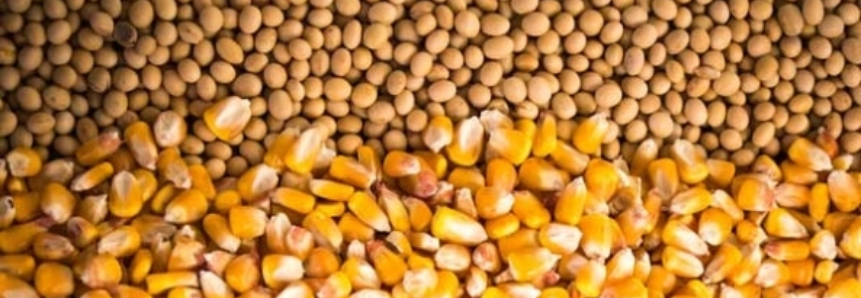 Estimativas otimistas para milho e soja em março puxam safra recorde, diz IBGE