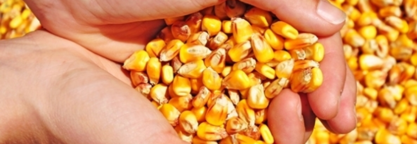 USDA: Plantio 2017/18 do milho chega a 3% nos EUA e fica em linha com a média plurianual