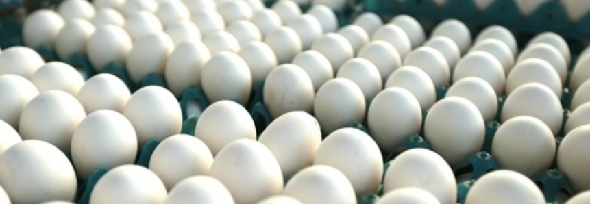 Mercado de ovos manteve as cotações na abertura da semana