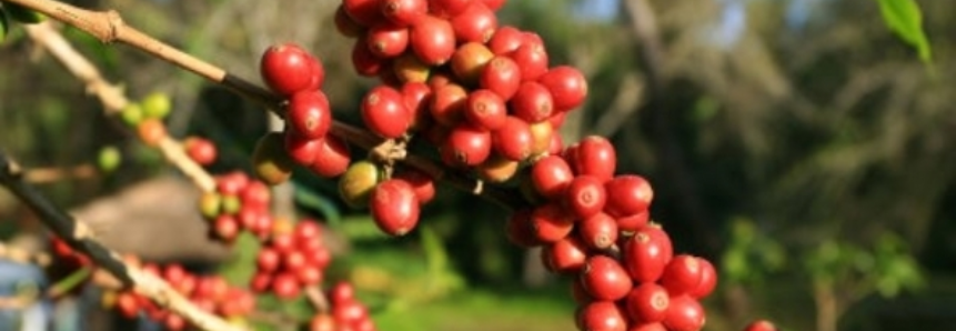 Exportações de café de Honduras crescem 62% em março, diz instituto