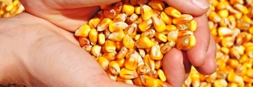 À espera dos dados do USDA, milho mantém estabilidade na manhã desta 6ª feira na Bolsa de Chicago