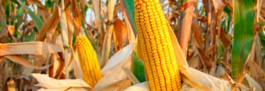 Colheita de milho no RS atinge 70% da área; soja já foi 35% colhida