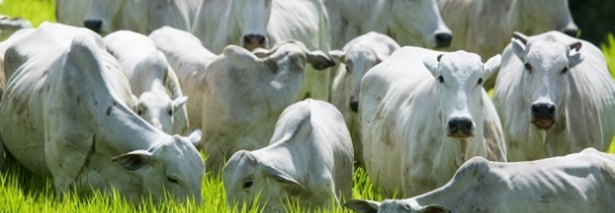 Alimentação bovina: nova variedade de capim eleva ganho de peso