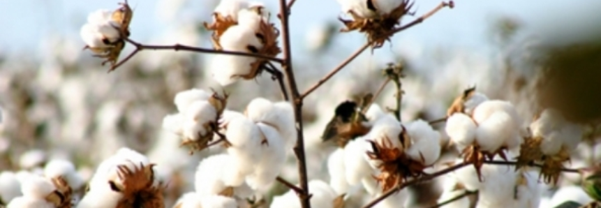 Algodão: Com boa liquidez, preço da pluma segue firme