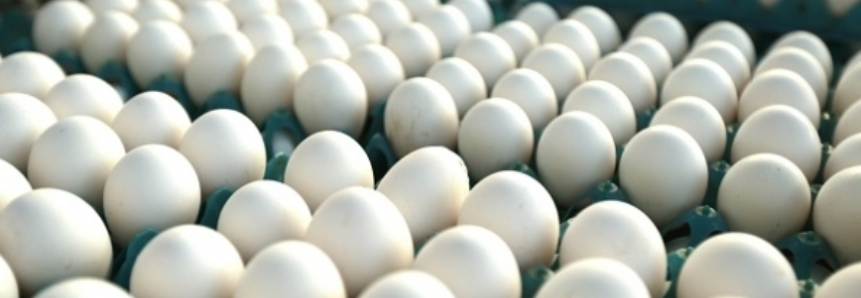 Ovos de consumo: volume produzido em 2016 cresceu mais de 7%
